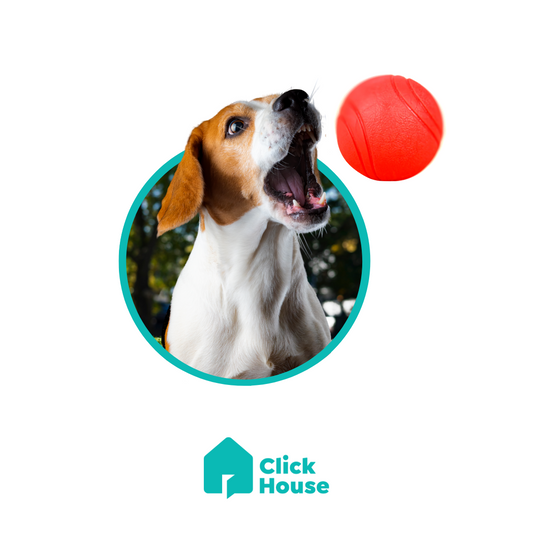 Bola Pet Maciça Cachorro Médio Grande Porte Pula Anti Stress